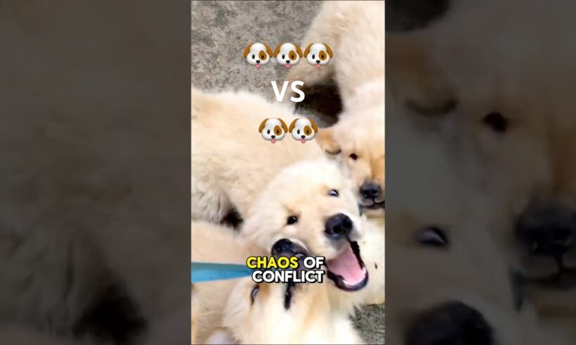 When 2 puppies start fighting......... #puppies #puppyshorts #cutepuppy #viralshort #doglover #dogs