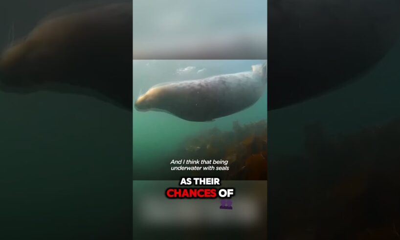 😱 Why Seals CLING to Divers?! 🦭 Survival or Play? #shortsfeed #animals #animal #animalshorts #fyp