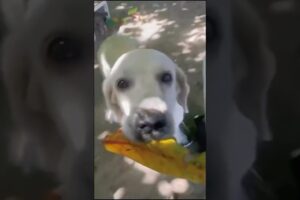 Why This Dog is Obsessed With Leaves (Thinks It’s Cash)