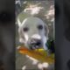 Why This Dog is Obsessed With Leaves (Thinks It’s Cash)