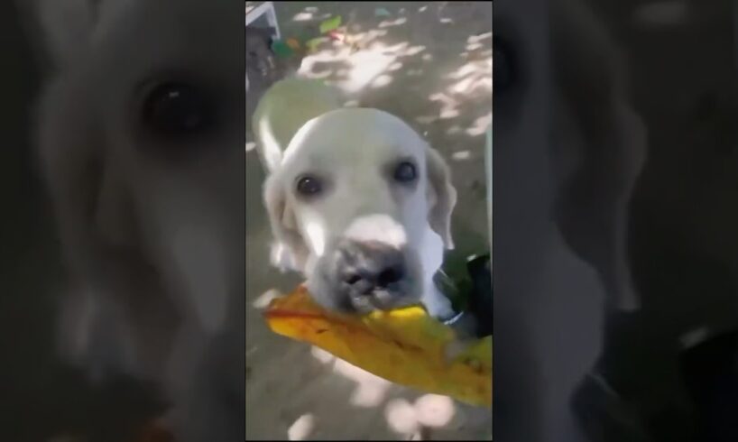 Why This Dog is Obsessed With Leaves (Thinks It’s Cash)