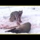 Wild Cat Attacks Caught On Camera Will Leave You Speechless