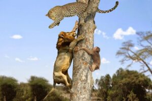 Wild Discovery Animals 2024 | Most Amazing Moments Of Wild Animal Fights - Lion vs Leopard, Tiger