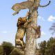 Wild Discovery Animals 2024 | Most Amazing Moments Of Wild Animal Fights - Lion vs Leopard, Tiger