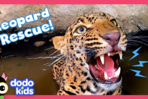 Wild Leopard Stuck In A Well Needs Help To Escape! | Dodo Kids | Rescued!