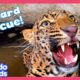 Wild Leopard Stuck In A Well Needs Help To Escape! | Dodo Kids | Rescued!