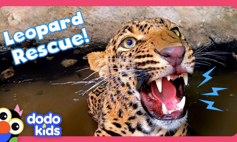 Wild Leopard Stuck In A Well Needs Help To Escape! | Dodo Kids | Rescued!