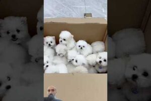 Wow so cute puppies #pets #doghome #dog #maltese #poodle #puppy #doggys #cutest #homepet