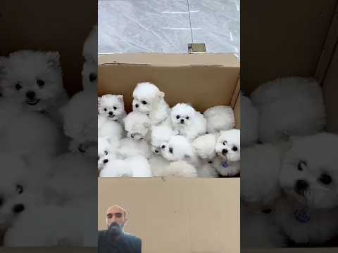 Wow so cute puppies #pets #doghome #dog #maltese #poodle #puppy #doggys #cutest #homepet