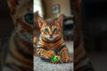 amazing facts about bengal cats #animalfacts #animals #viral #funfacts #10seconds #cat #bengalcat