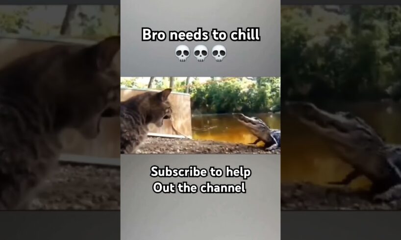 #animals cat fights alligator