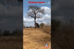 #animals #lion #safari #wildlife #elephant #nature #shortsfeed #viralvideo #shortvideo #shortsvideo