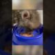 baby Fox Finds a New Home #fox