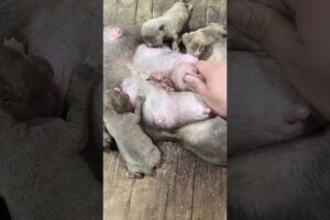 cute Puppies Drinking Breast Milk #cutepuppy #puppy #doglovers #animals #cuteanimals