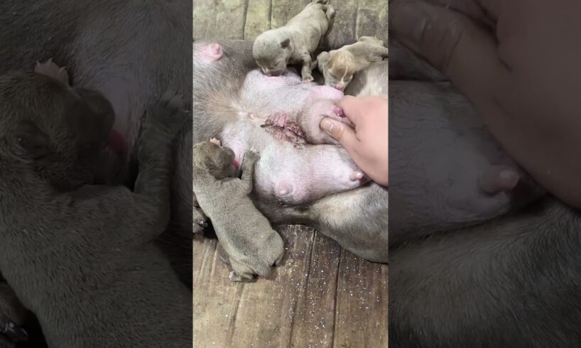 cute Puppies Drinking Breast Milk #cutepuppy #puppy #doglovers #animals #cuteanimals