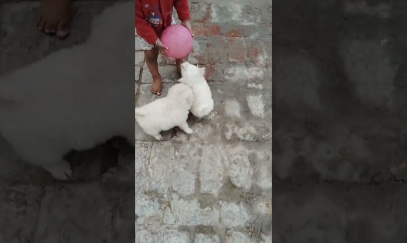 #cute cute puppies#ytshort#doglovers#ytviral#puppylovers#playing time#