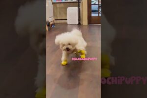 cute puppies funny moment cute overload ❤️#hellomochi #shorts #dog #funnydogs #funnyanimals #bichon