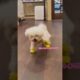 cute puppies funny moment cute overload ❤️#hellomochi #shorts #dog #funnydogs #funnyanimals #bichon