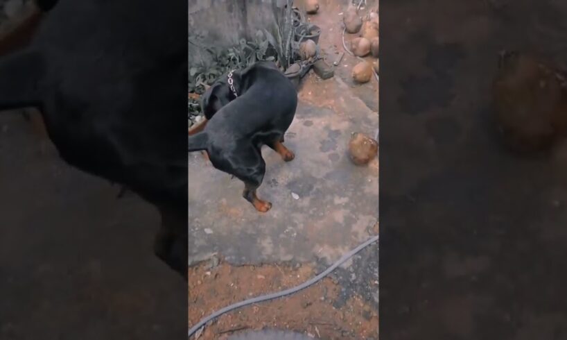 dog funny play coconut #coconut  #pitbull #2024 #petsoftiktok #doglover #rottweiler #pets #shorts