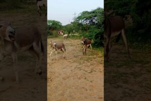 #donkeys #gadha #pets #animals #youtube #plzsubscribe