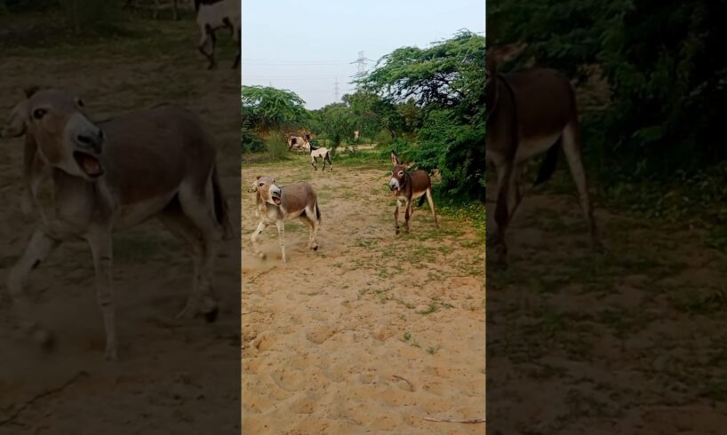 #donkeys #gadha #pets #animals #youtube #plzsubscribe