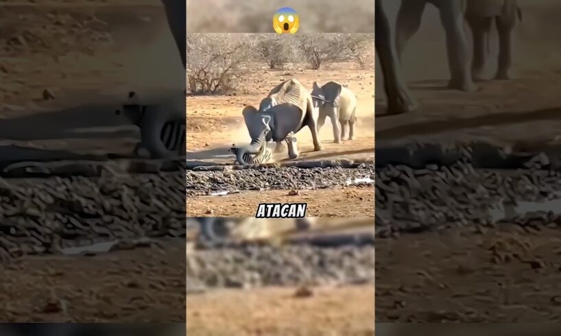 elefante pelean territorio 💥😱#animales #vidasalvaje #salvaje #animals #wildlife #mundoanimal