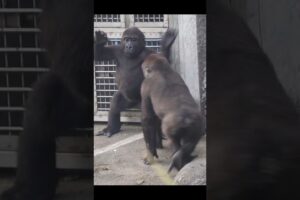 gorilla fun playing 🤣 #gorillatag #金剛猩猩 #台北市立動物園 #animals #shorts