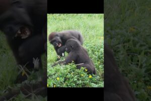 gorilla playing 😆 #gorillatag #金剛猩猩 #台北市立動物園 #animals #shorts