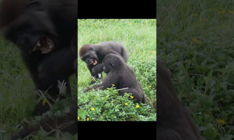 gorilla playing 😆 #gorillatag #金剛猩猩 #台北市立動物園 #animals #shorts