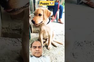 #labrador #dog lover #dog cute puppies 🐶 Viral shorts #trending short #cute pet #shorts#vairal song