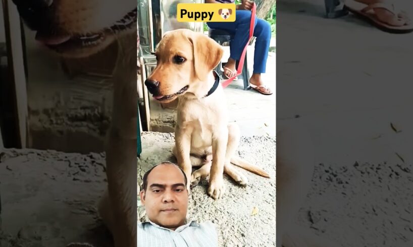 #labrador #dog lover #dog cute puppies 🐶 Viral shorts #trending short #cute pet #shorts#vairal song