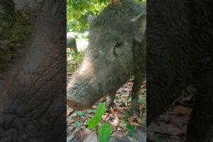 pigs playing instruments #farming #wildhog #wildhogs #animals #nature#shorts