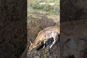 poor deer how rescued #calf #cow #rescue #deer