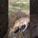 poor deer how rescued #calf #cow #rescue #deer