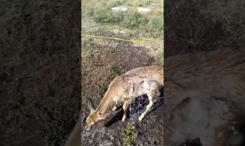 poor deer how rescued #calf #cow #rescue #deer