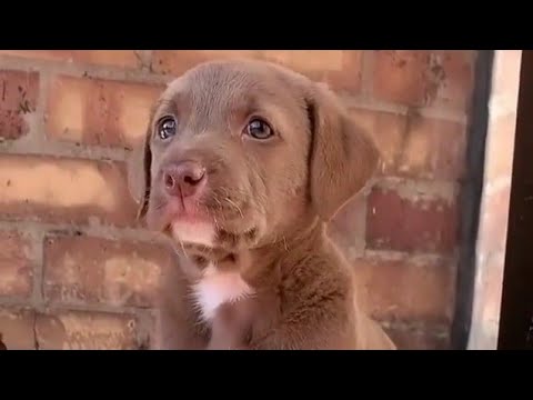 puppy 🐶 | puppies crying 😢 | puppies lover 🐕 | puppies sound  #puppy #dog #dogshow #shorts #youtube