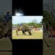 the strongest animal on land #trending #elephant #animals #strong #whatsappstatus #youtubeshorts