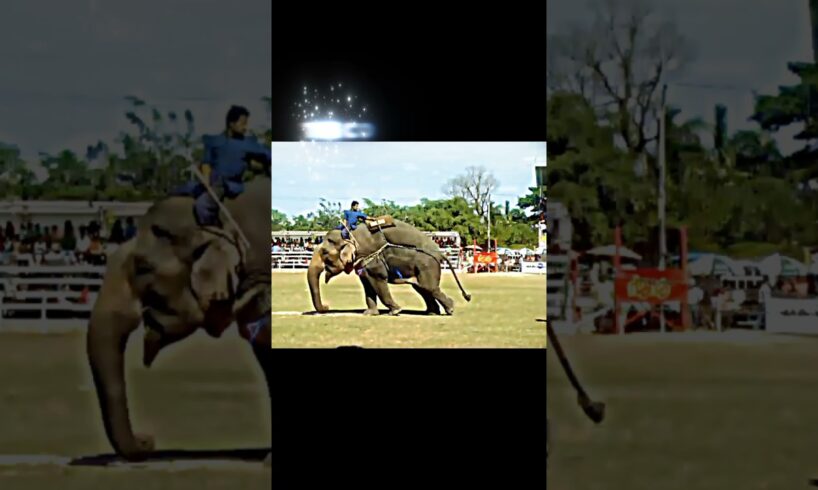 the strongest animal on land #trending #elephant #animals #strong #whatsappstatus #youtubeshorts