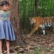 tiger attack man in the forest | tiger attack in jungle, royal bengal tiger attack