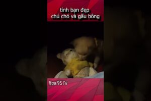 tình bạn đẹp chú chó và gấu bông