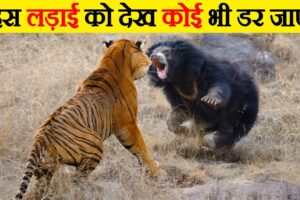 ऐसी लड़ाई, जिसे देख रूह कांप जाए | | Craziest Animal Fights Of all time