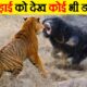 ऐसी लड़ाई, जिसे देख रूह कांप जाए | | Craziest Animal Fights Of all time