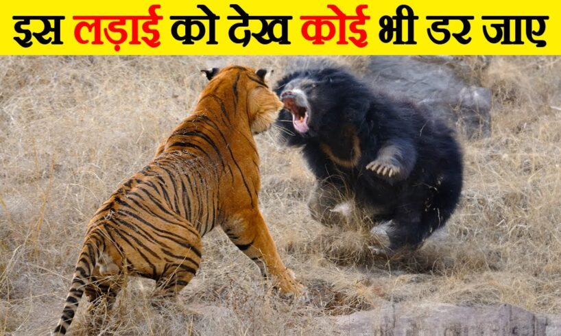 ऐसी लड़ाई, जिसे देख रूह कांप जाए | | Craziest Animal Fights Of all time