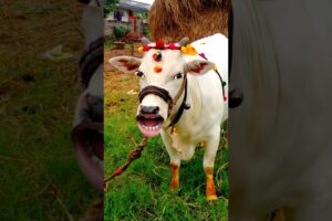 खानालाओरे #cow #funny #comedy #animals #cowvideo #cowshort