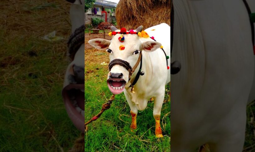 खानालाओरे #cow #funny #comedy #animals #cowvideo #cowshort