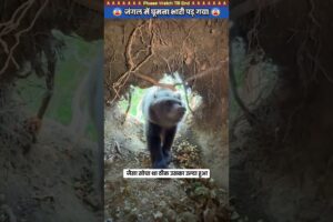 जंगल में घूमना भारी पड़ गया 😨 #animal #rescue #bear #animallover