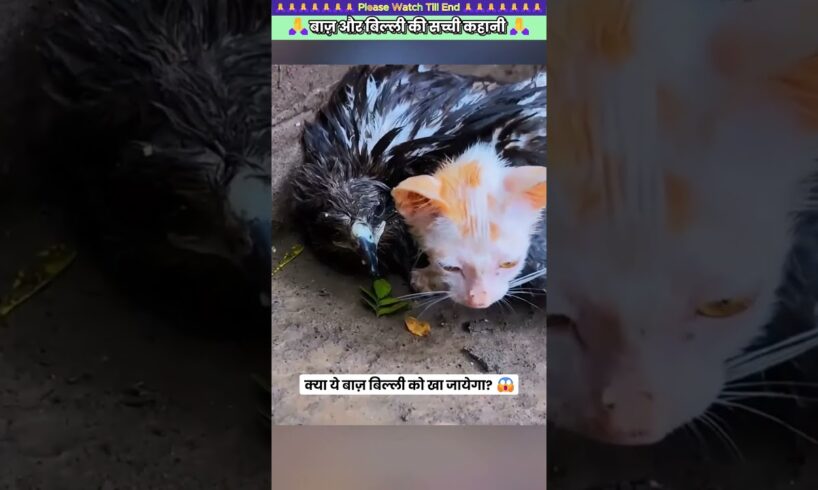 बाज़ और बिल्ली की सच्ची कहानी 😊 #animal #catlover #rescue #animallover