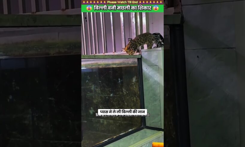 बिल्ली बनी मछली का शिकार 😰 #animal #rescue #cat #animallover