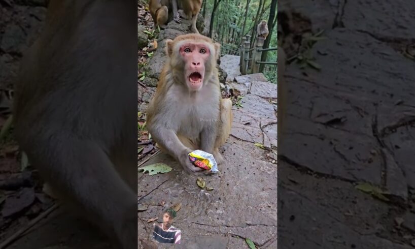 😯 ये लड़का बंदर को बेवकूफ बनाने की गलती करता है! #shorts #monkey