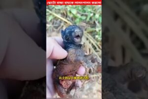 😱 এমন ভালোবাসা দেখলেও শান্তি লাগে | animal rescue | kindness people.